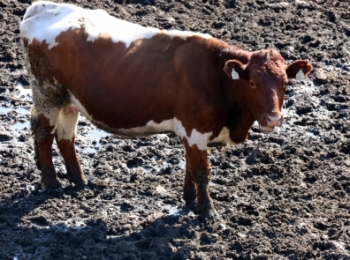 Новозеландская девушка воспитала скаковую корову