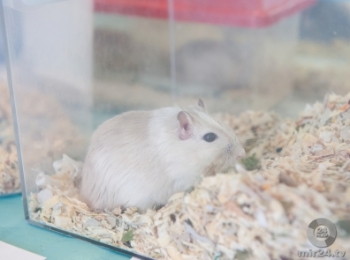 Супер-хищники: ученые нашли нейроны небывалой агрессии у мышей