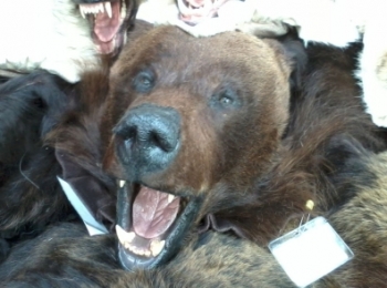 Браконьеры на Дальнем Востоке пытались продать шкуру белого медведя