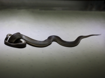 Биологи вычислили скорость укуса змеи