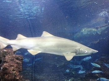 «Непорочное зачатие»: разлученная с самцом акула произвела детенышей