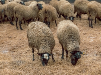 Всех под ноль: в Новой Зеландии устроили чемпионат по стрижке овец
